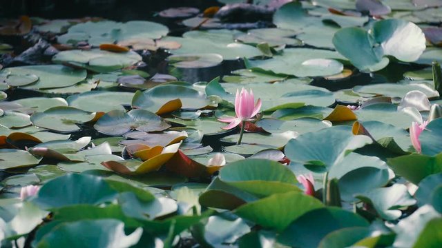 Water Lily Flowers,at Showa Memorial Park,Tokyo,Japan,Filmed in 4K
