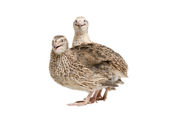 Two quail standing isolated on white background