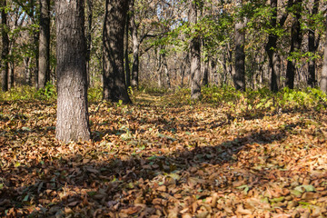 Autumn park in sunny day