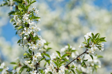 Blooming cherry tree against the blue sky