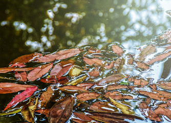 Fallen leaves on water surface in a cold morning.