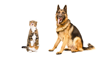 German Shepherd and funny cat Scottish Fold