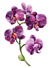 Fototapeta na wymiar Watercolor orchid blooming branch