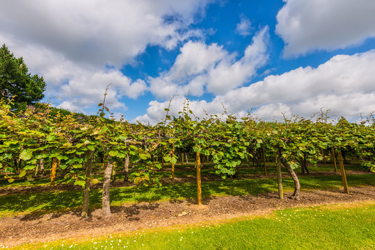 Kiwi plantation