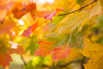 Fototapeta premium autumn maple