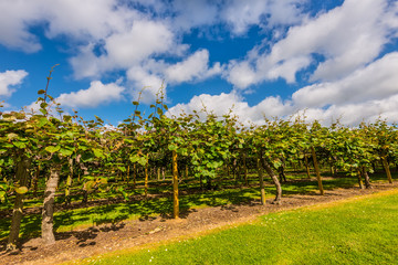 Fototapeta na wymiar Kiwi fruit plantation