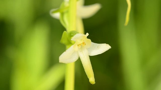 Die Gr&uuml;nliche Waldhyazinthe,Platanthera chlorantha,
Orchidee auf der Schw&auml;bischen Alb
