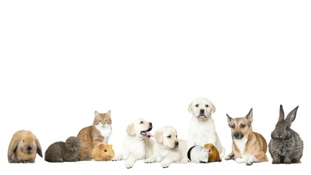 
animals on a white background