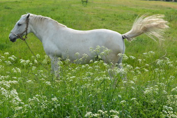 Obraz na płótnie Canvas Белая лошадь машет хвостом