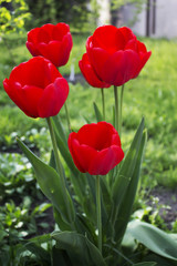  Outdoor Garden Tulips