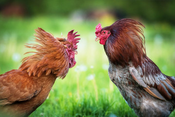 Two beautiful roosters fighting