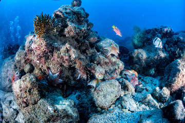 Plakat sea stars in a reef colorful underwater landscape