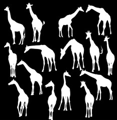 fifteen giraffe silhouettes isolated on black