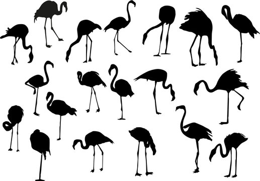 nineteen flamingo silhouettes isolated on white