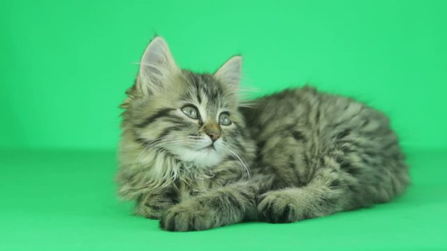 striped cat looking on a green screen