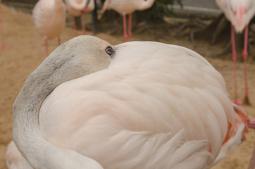 Portrait of a Flamingo.