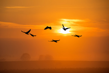 Fototapeta na wymiar Flock of cranes