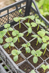 Cucumber nursery garden leaf macro
