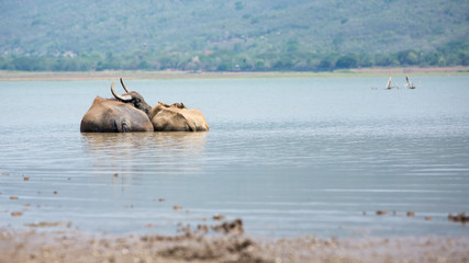 Couple of water buffalo standing closely in a water