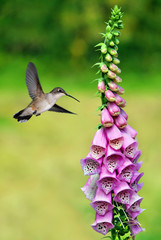 Fototapeta na wymiar Hummingbird over green summer background