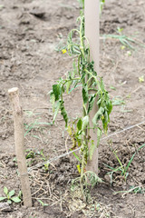 The stalk infected tomato blight