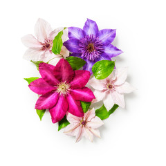 Fototapeta na wymiar Clematis flowers