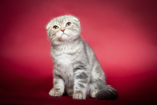 Cat on a burgundy background
