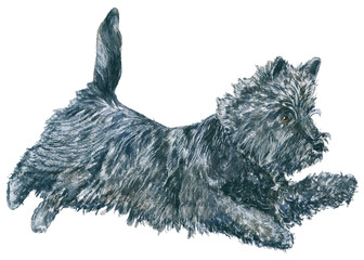 the Cairn Terrier. picture dog breed Kern Terrier