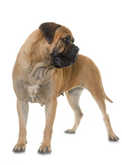 Obraz premium bull mastiff in studio