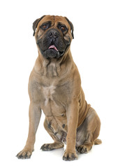 bull mastiff in studio