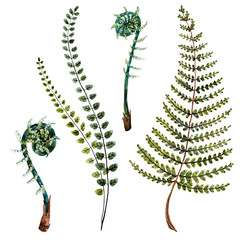 Watercolor fern leaves