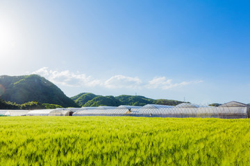 麦畑とビニールハウス