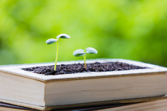 本のプランターから発芽したヒマワリの子葉