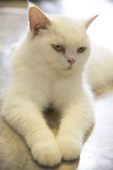 Many species of cat colors