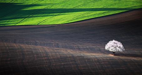 White apple tree on spring field