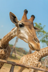 Close up of giraffe head