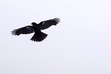 Obraz premium Free alpendohle