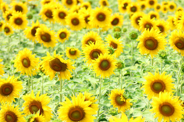 Sunflower, field of yellow sunflowers.