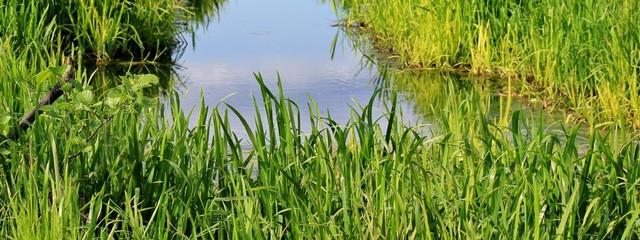 Wetland with small stream surrounded by grass