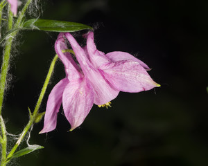 Pink flower of European or Common columbine, Aquilegia vulgaris, close-up, selective focus, shallow...
