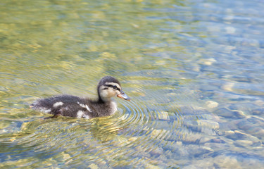 Duckling in the pond