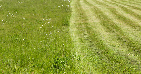lawn mowed in half