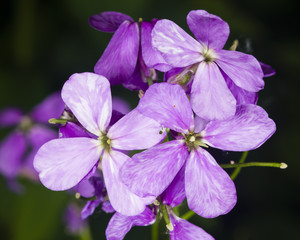 Hoary Stock, Matthiola incana, flowers, close-up, selective focus, shallow DOF