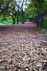 Wood chips on part of bridle path along the west side of Central Park in New York City