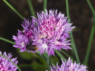Purple chives blossom at flowerbed macro, selective focus, shallow DOF