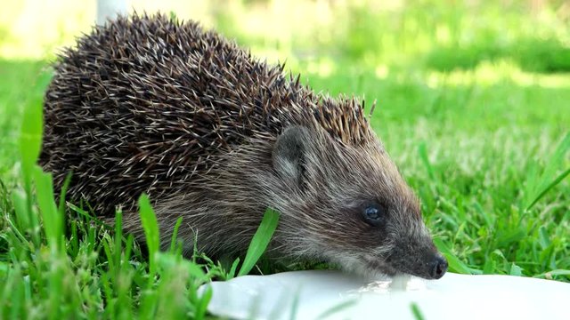 Muzzle of a hedgehog on a green grass varnish milk close up. hedgehog drinks milk, beautiful picture with good light. Cute Hedgehog. Hand pet. Domesticated, tamed wild animal. 