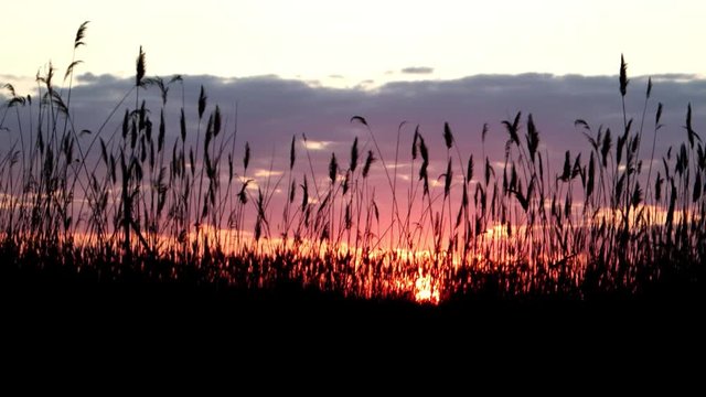 Tima lapse sunset over the reeds with clouds. Sun hiding behind the bushes stirring reeds on the lake, saturated colors. Untouched nature. Evening.