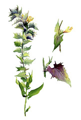 Grassy forest flower Ivan-yes-Marja.Color drawing of a fabulous flower on a white background.