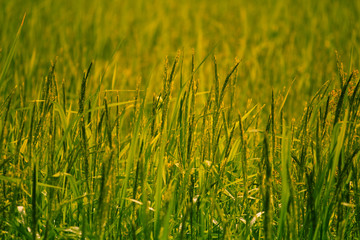 the rice plant during flowering