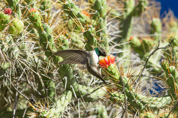 Hummingbird feeding on flower